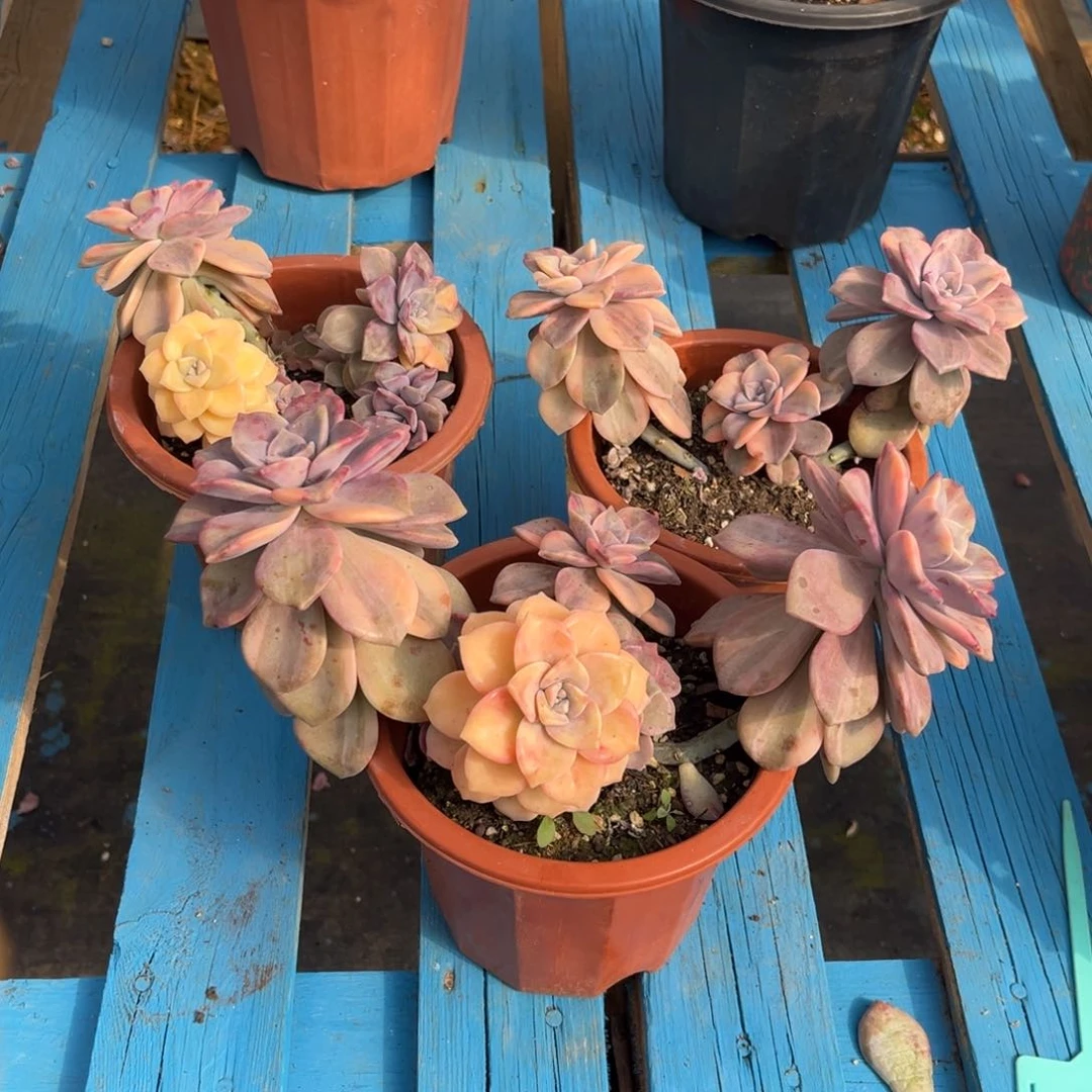 ?***?小雨多肉紫乐锦吕群