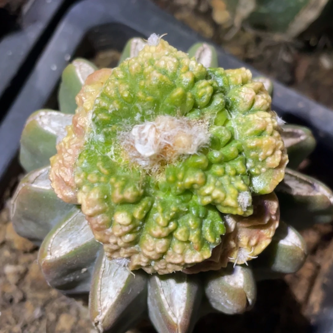 无花朵对叶宽犹锦112