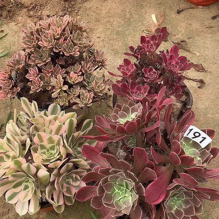 无花朵191四颗多肉植物组合