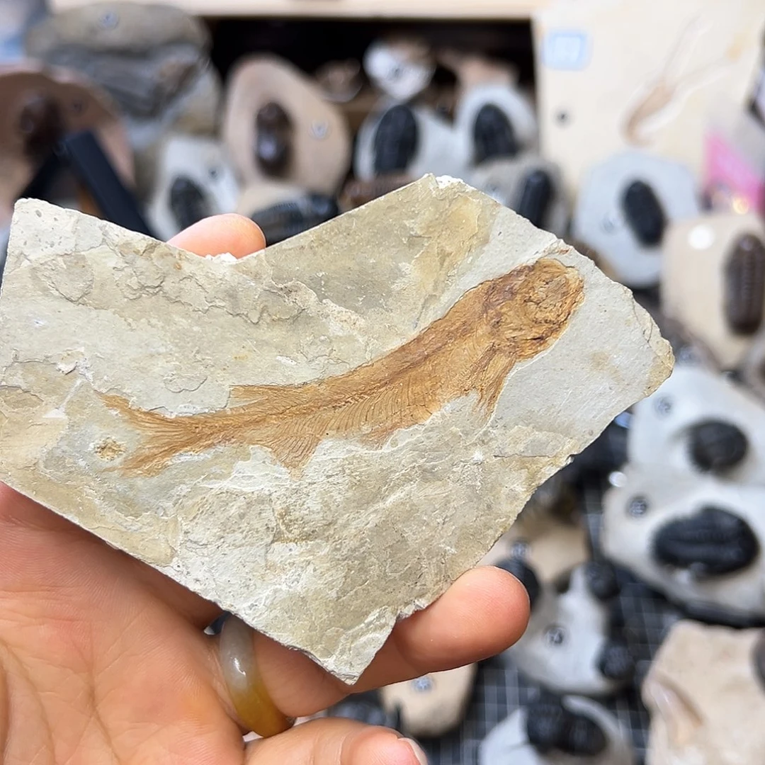 古生物辽西小鱼一条