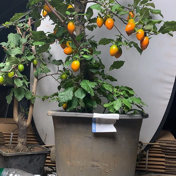 秋***棠无花朵老鸦柿老鸦老鸦柿