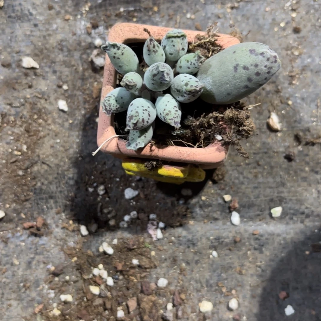 D*゛小海豹！！！新疆包邮