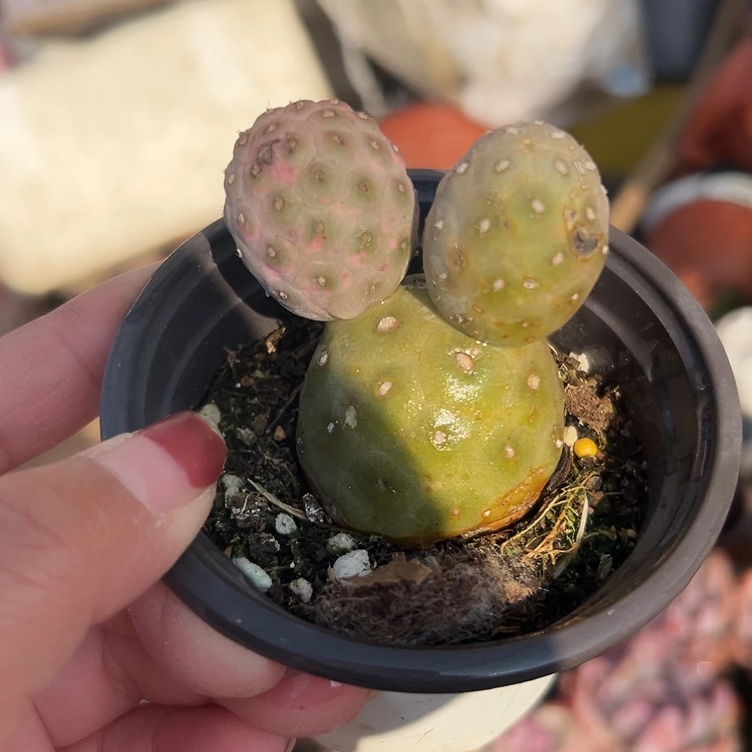 多肉植物米奇习志野