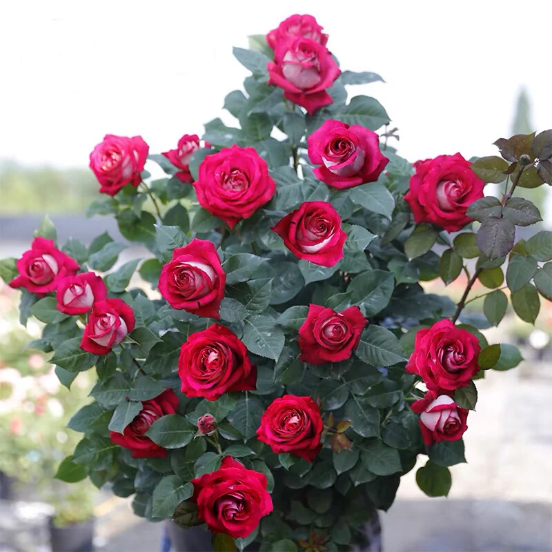 莫妮卡贝鲁奇大花浓香切花月季花大苗阳台室内盆栽四季花卉玫瑰苗