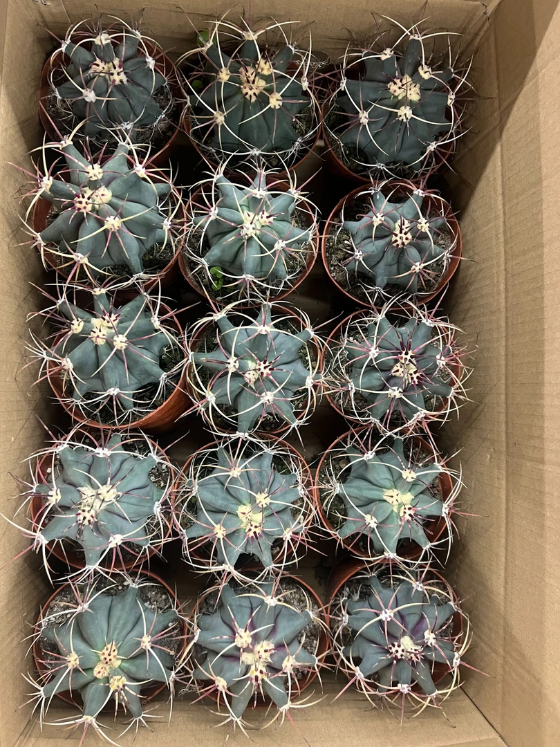 二妹园艺（大号江守玉 实生根）好花色仙人球满18包邮随机发