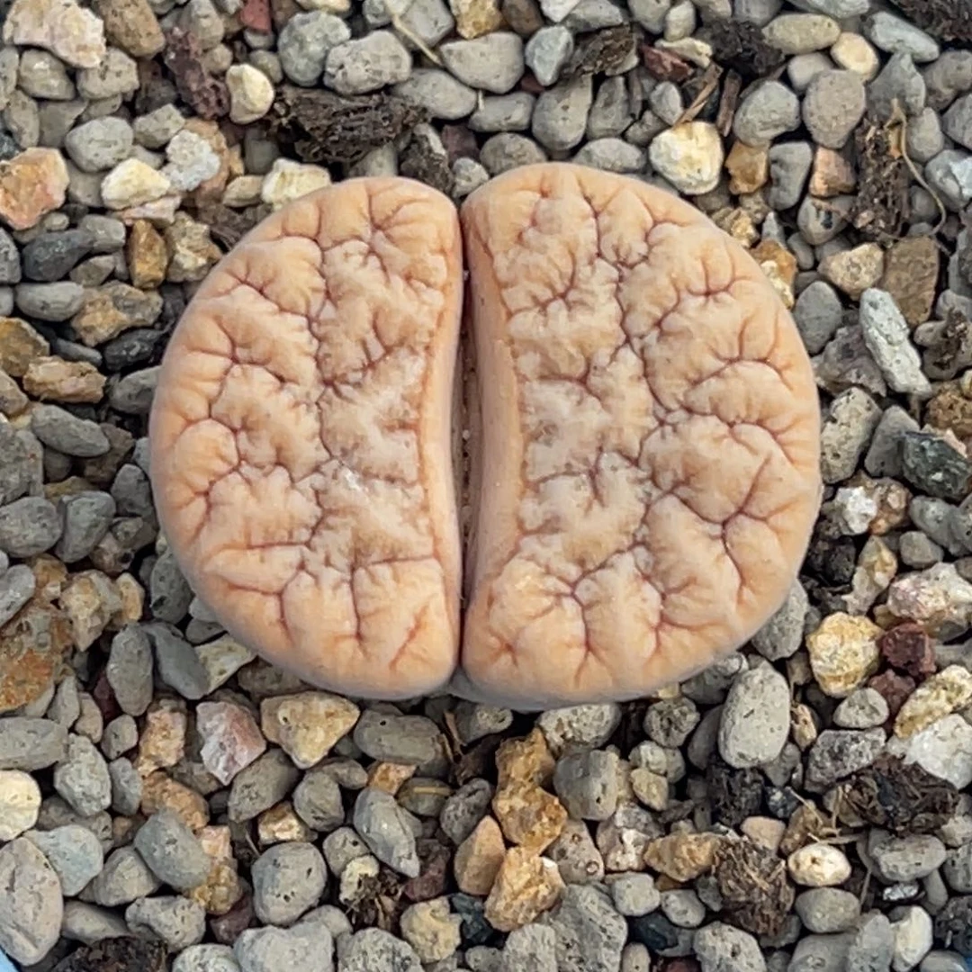 3947睫毛铁189一颗