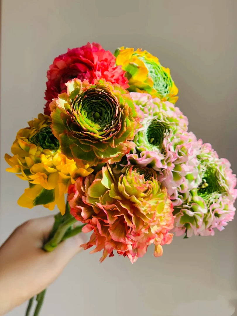 【如熙臻品】混色锦鲤 洋牡丹（注意：实物以直播间展示为准哦！）