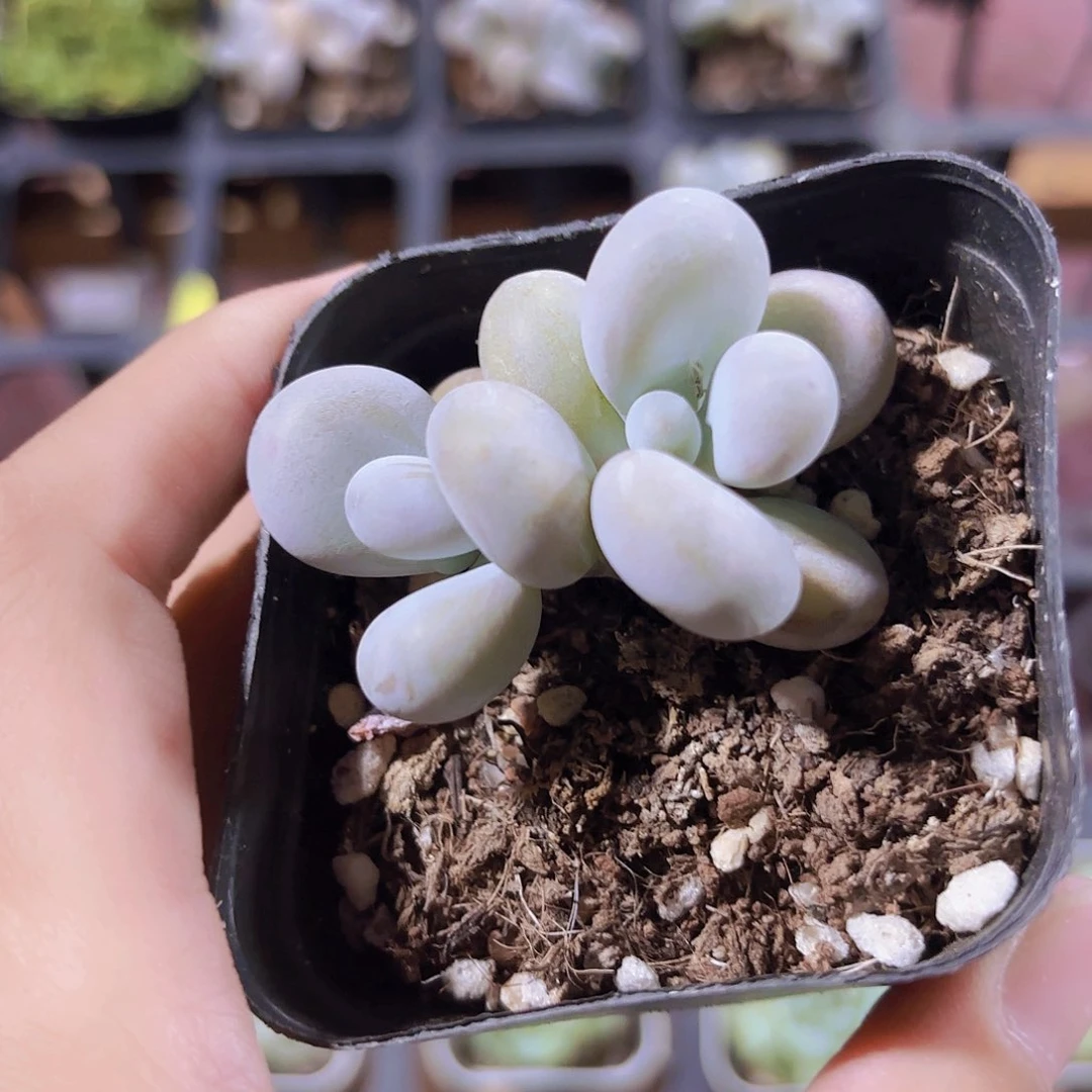 精品奶酪多肉植物