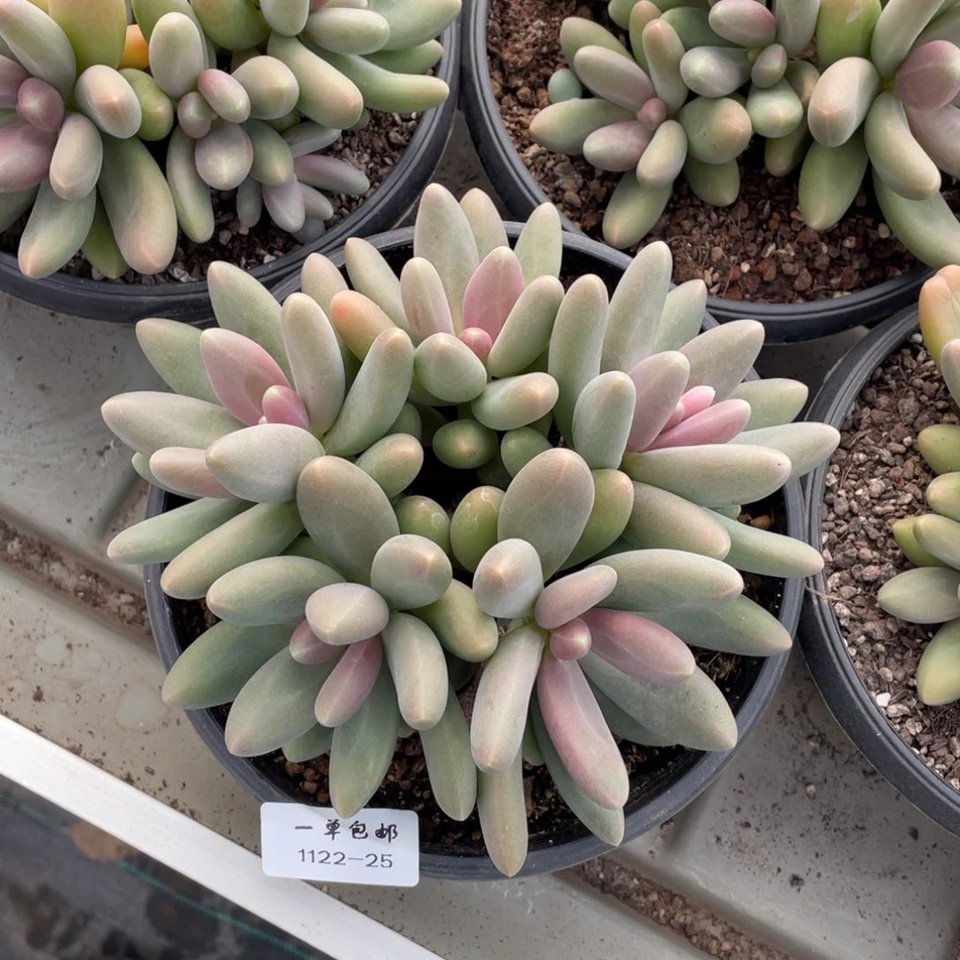 1122-25-糖果美人。，，，，，