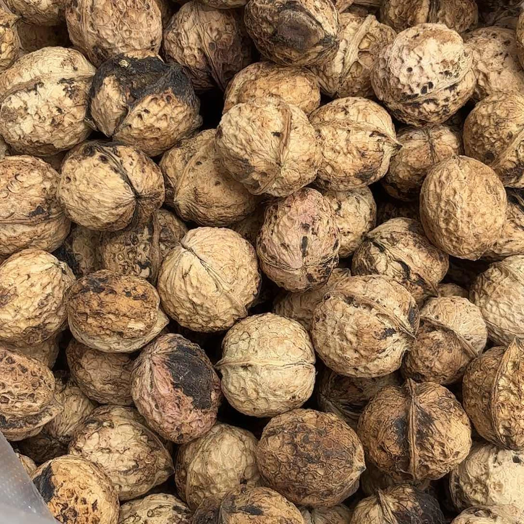 小***乐云南南华野生菌中国大陆