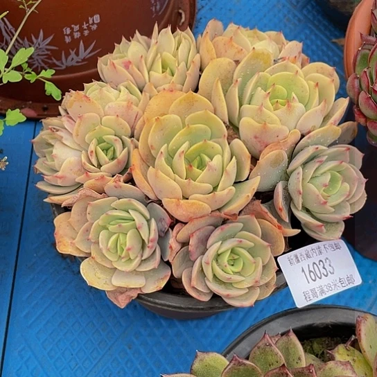 青*黄玫瑰16033多肉