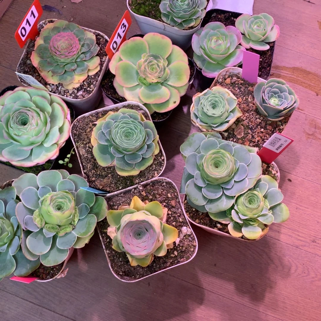 ?****一物一拍组合福利066