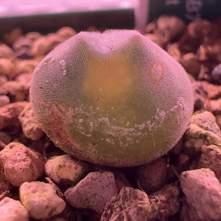 814。 青蛙种源优选两年大眼空蝉