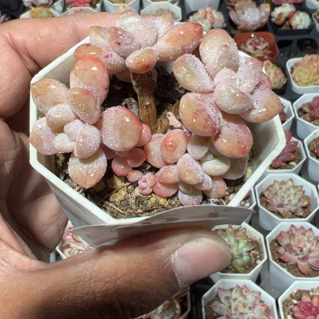 254号不知名一物一拍满18包邮满26送一颗多肉