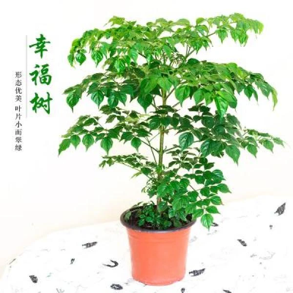 幸福树盆栽平安树绿植客厅办公室内外四季常青好养植物盆景