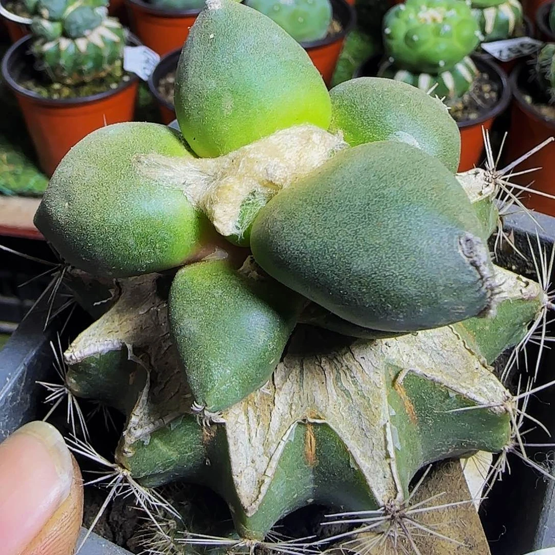 那***好蛋怒蛋蛋644仙人球开花