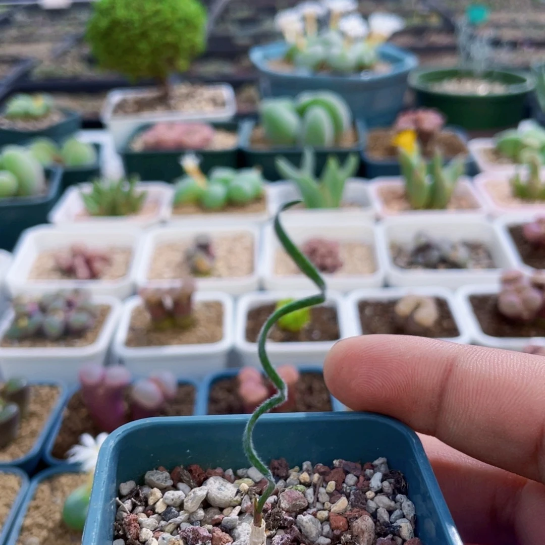 弹簧草植物一物一拍
