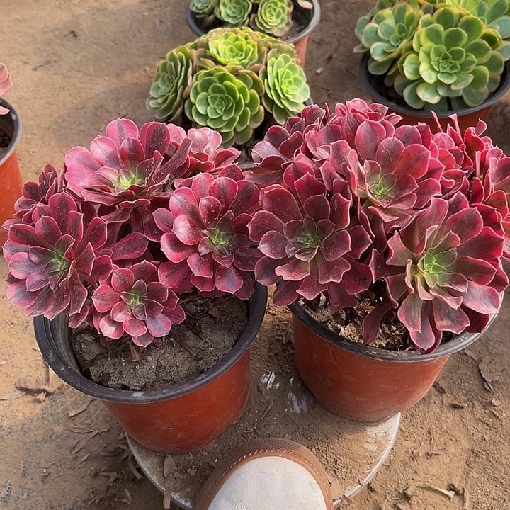 美杜莎2️⃣颗福利款脱土发货