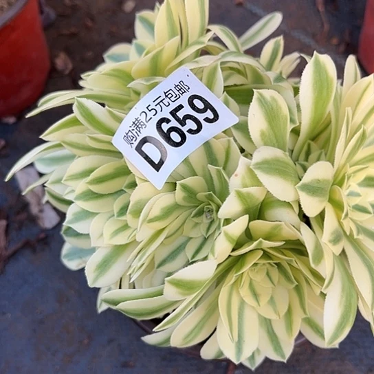 向****?多肉植物一个