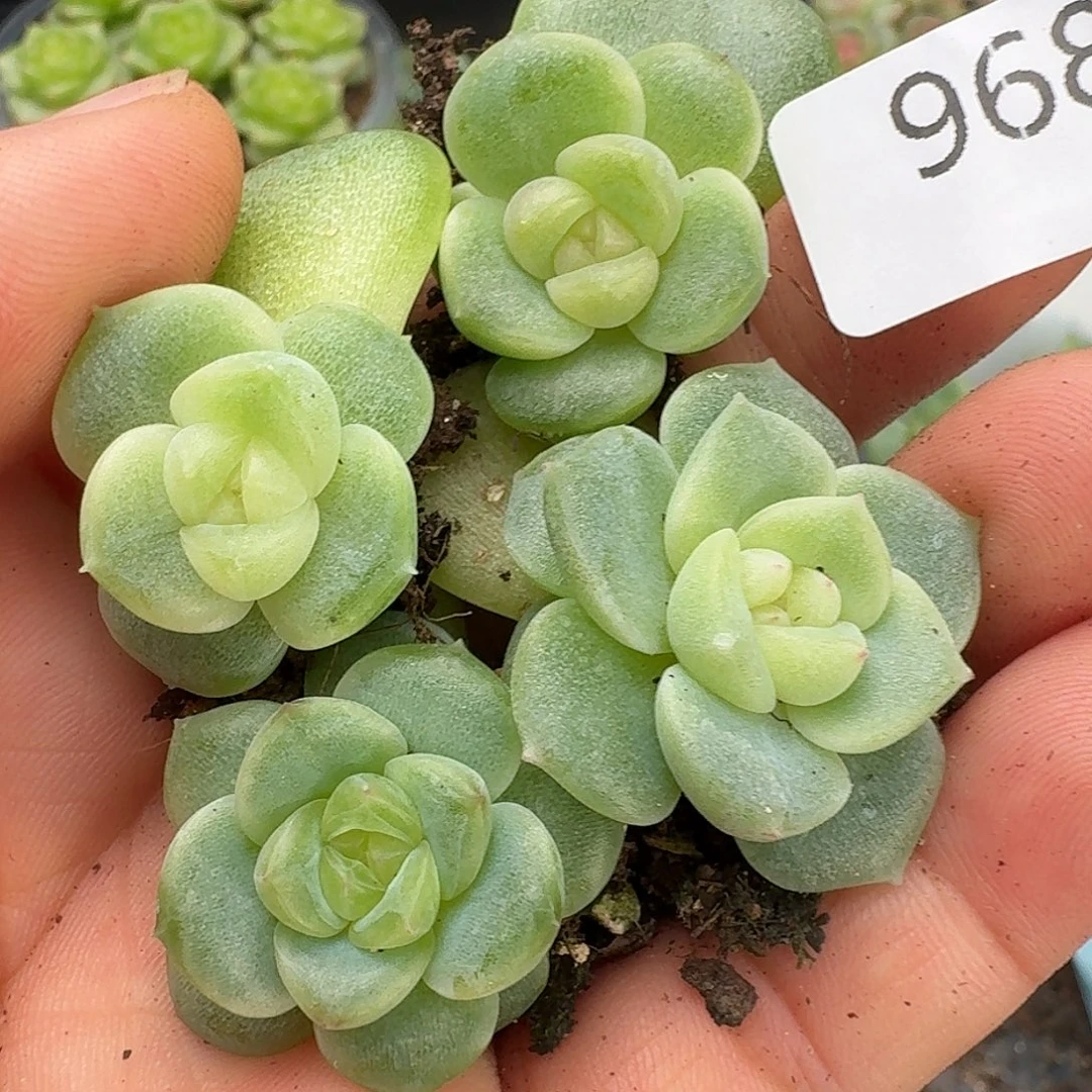 一物一拍一物一拍907-968