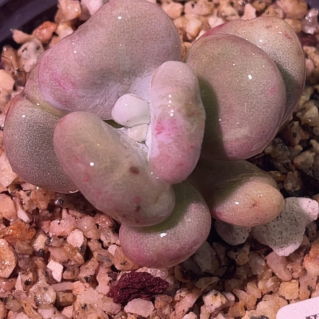 尚品园艺福利锦8457