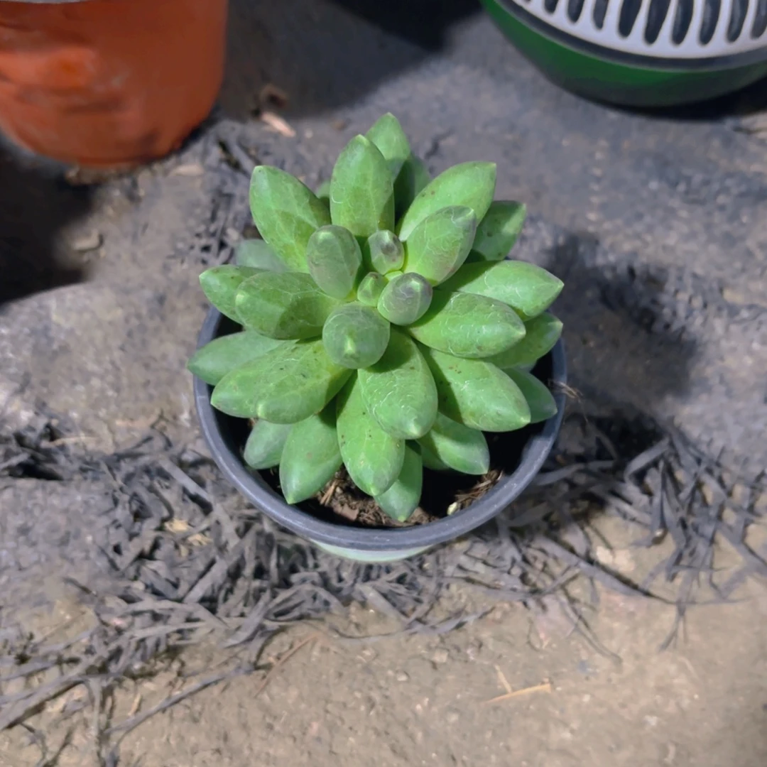 千代田9cm新疆包邮