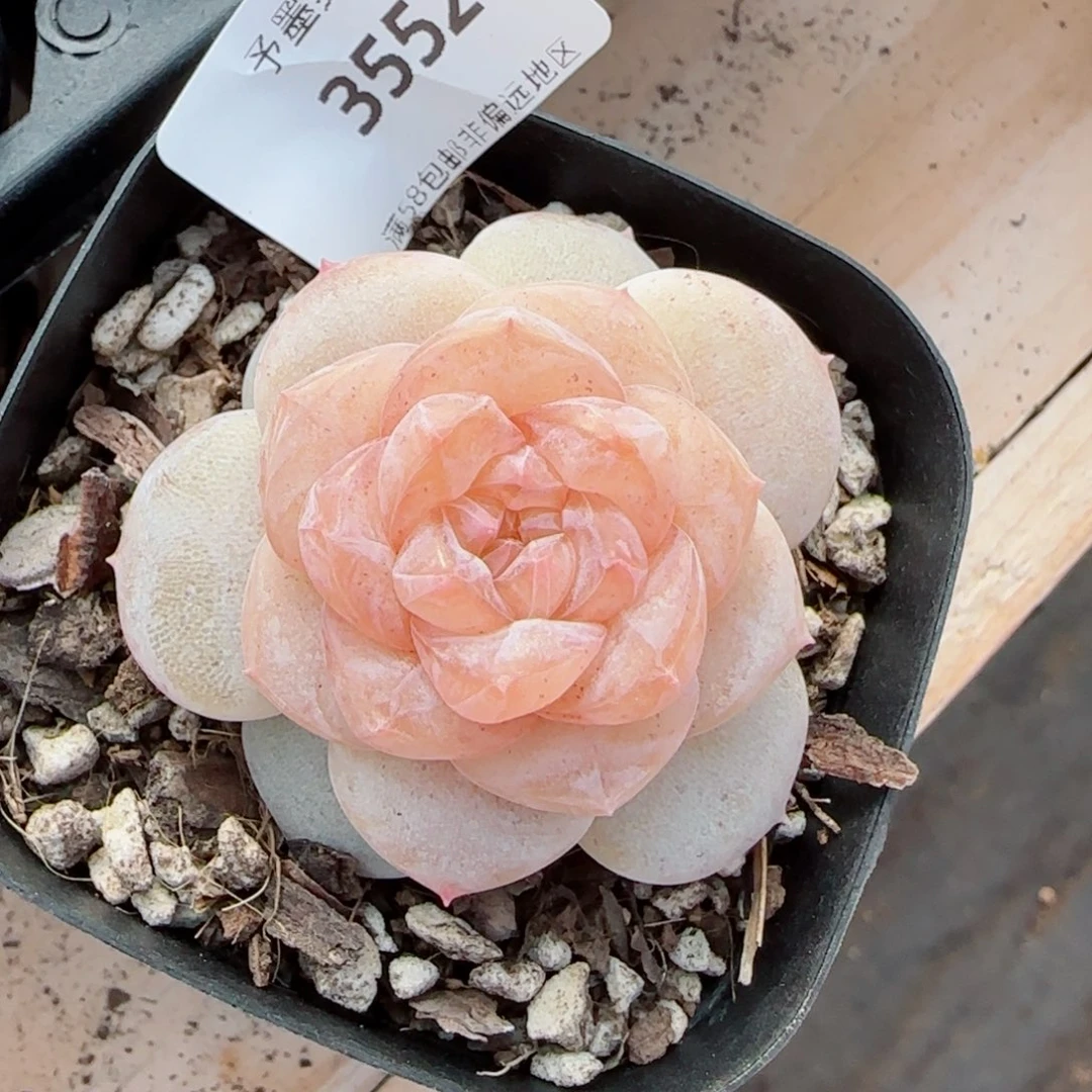 冰奶糖，3552多肉植物