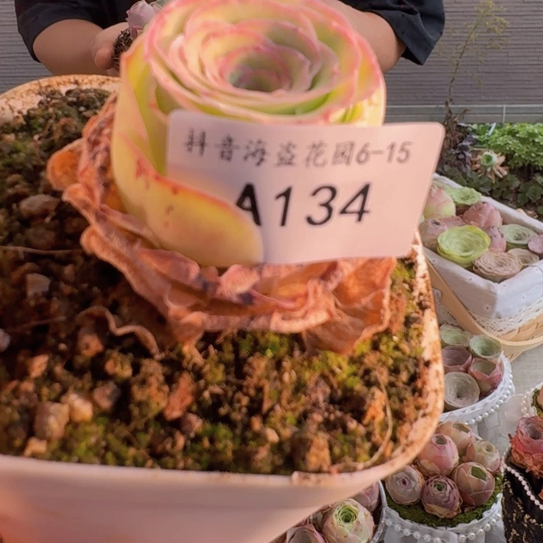 崽*A134 福袋链接福袋