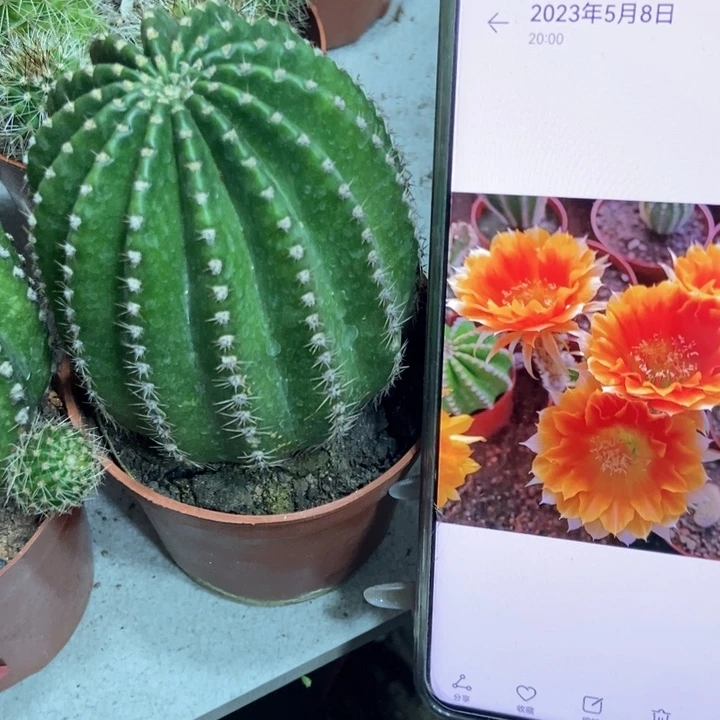 仙人球德系金刚一个