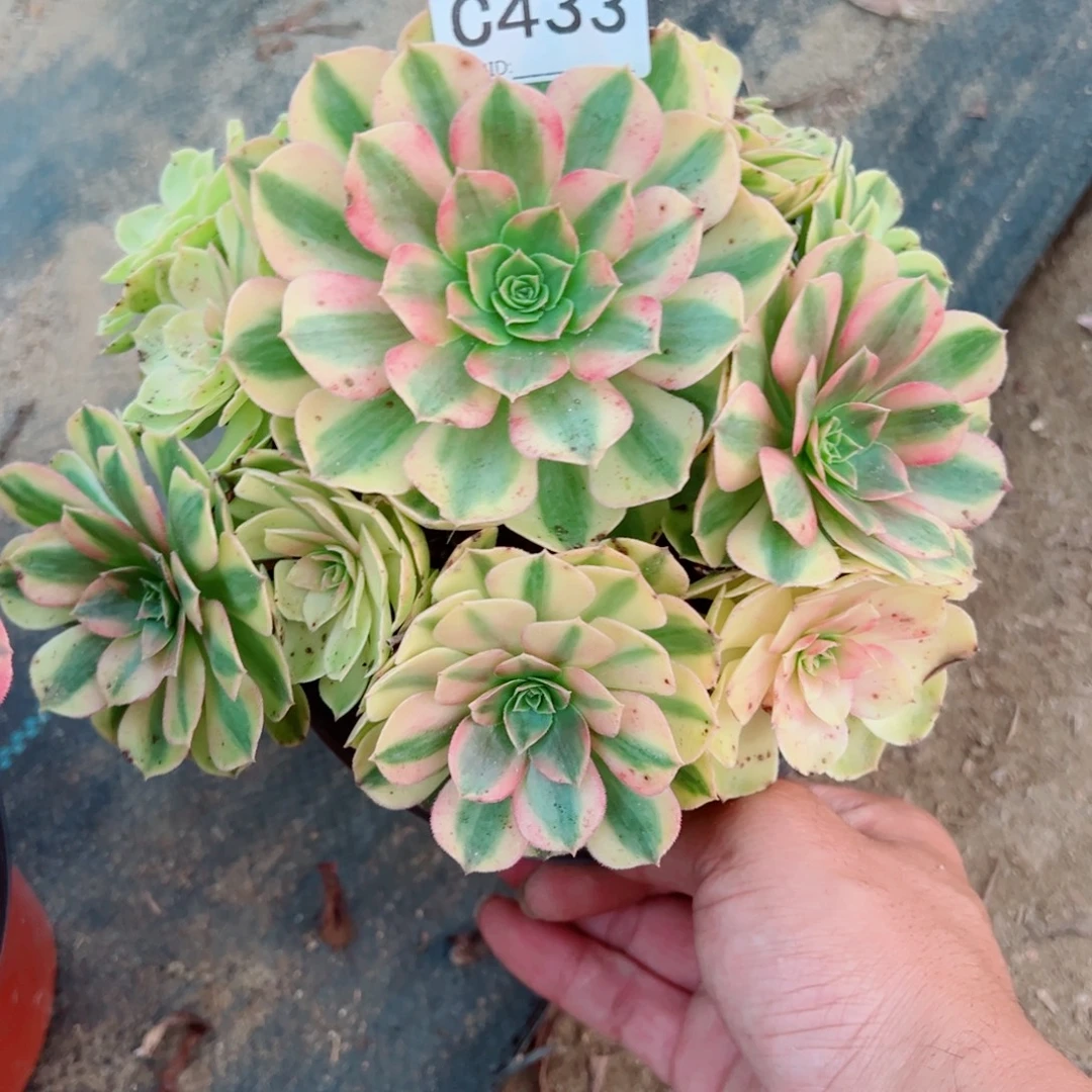 433雨荷多肉植物法师多肉