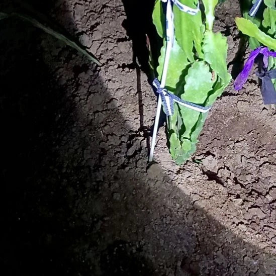 完全开放令箭何花羊粪