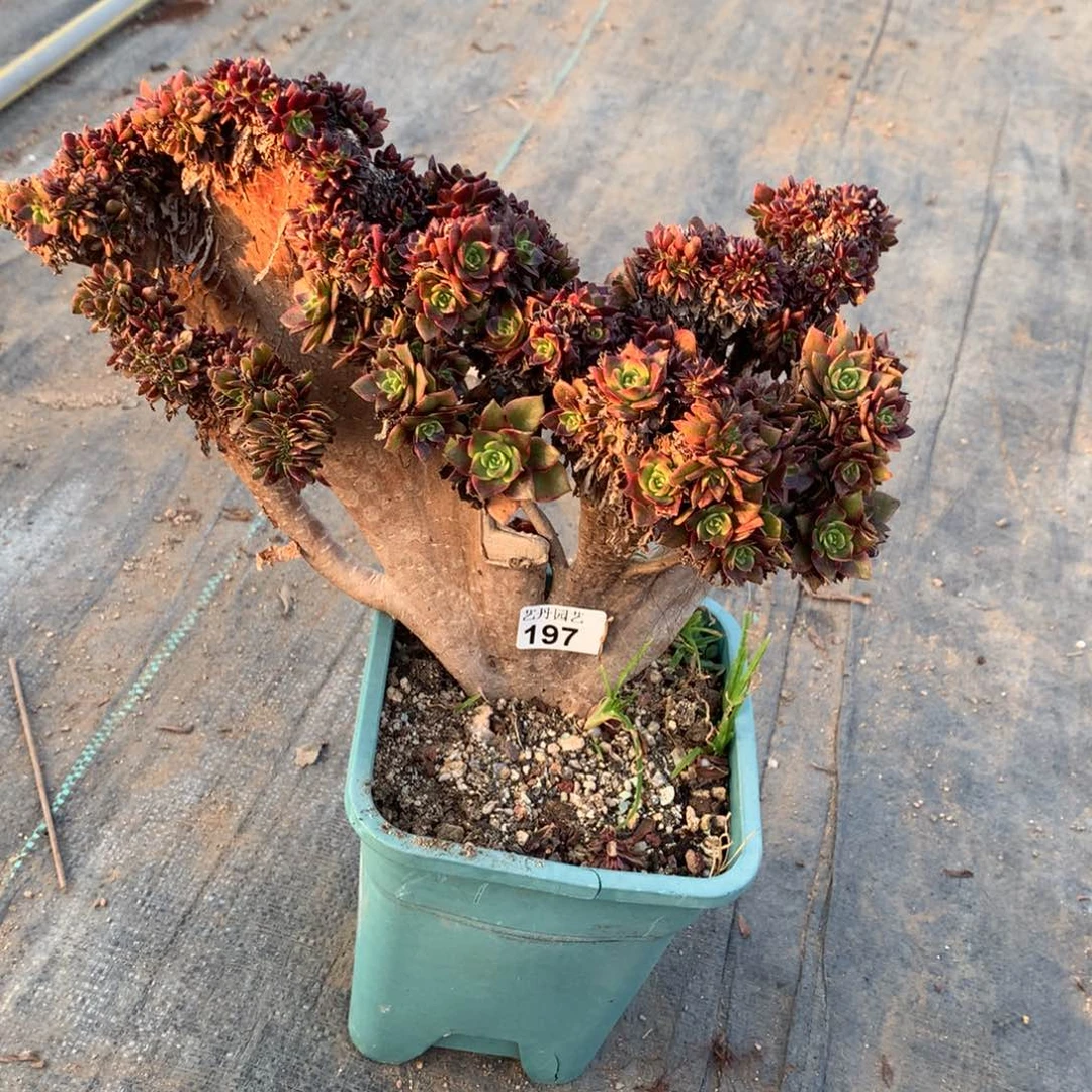 197万黄多多一颗缀化瑕疵