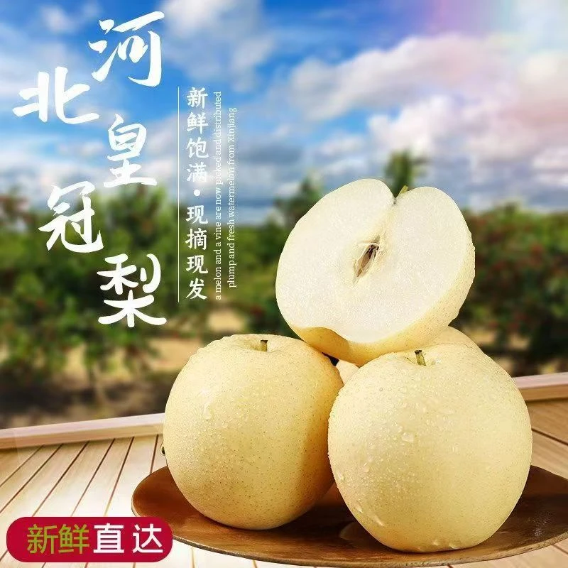 【现摘现发】正宗皇冠梨子新鲜水果现摘当季水果河北皇冠梨