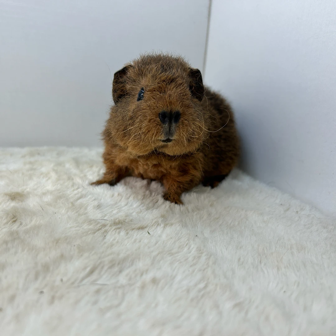 宠物豚鼠奶刺美泰弟弟，发顺丰快递包邮包活