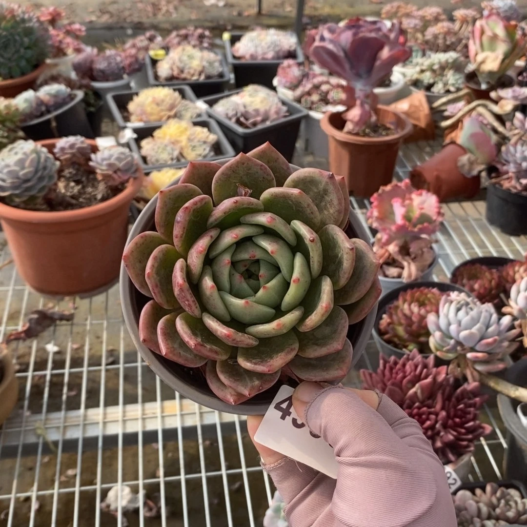 4996血斑香槟一物一拍