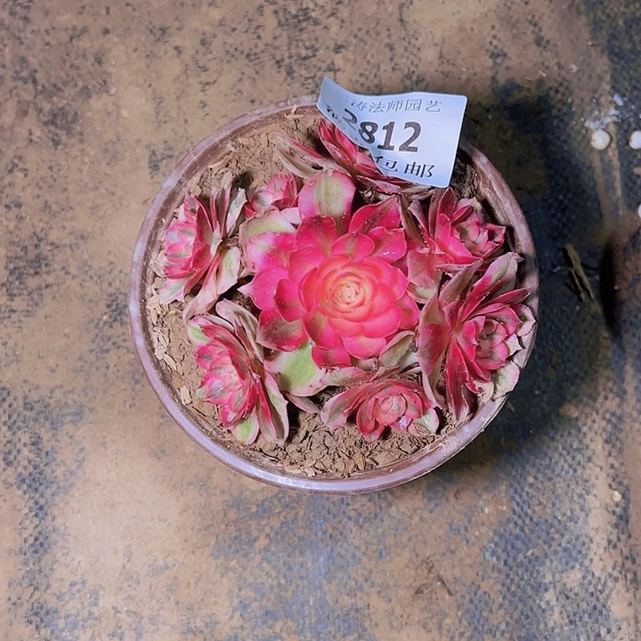 用****92812荔枝多肉植物