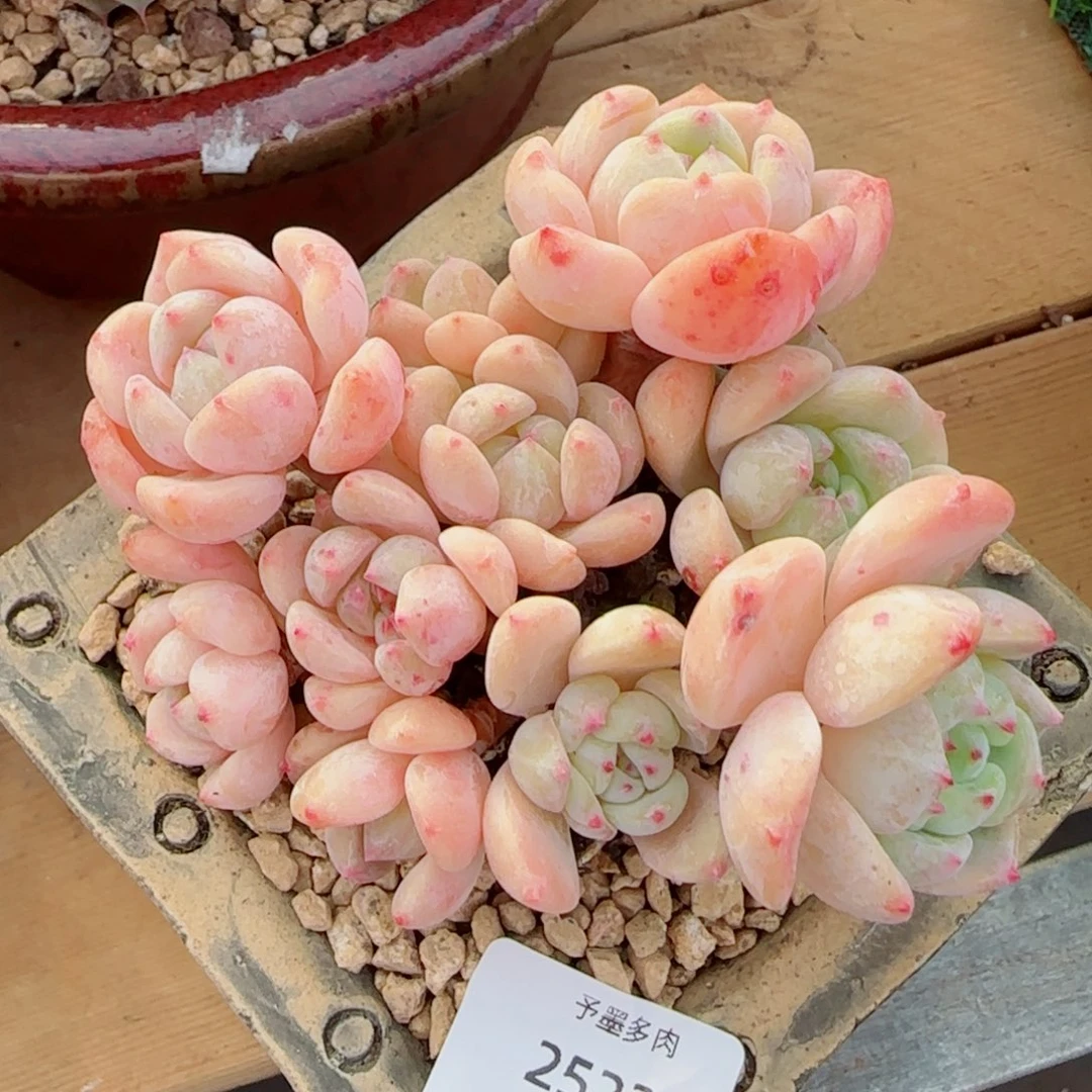 望舒无砍，2522多肉植物