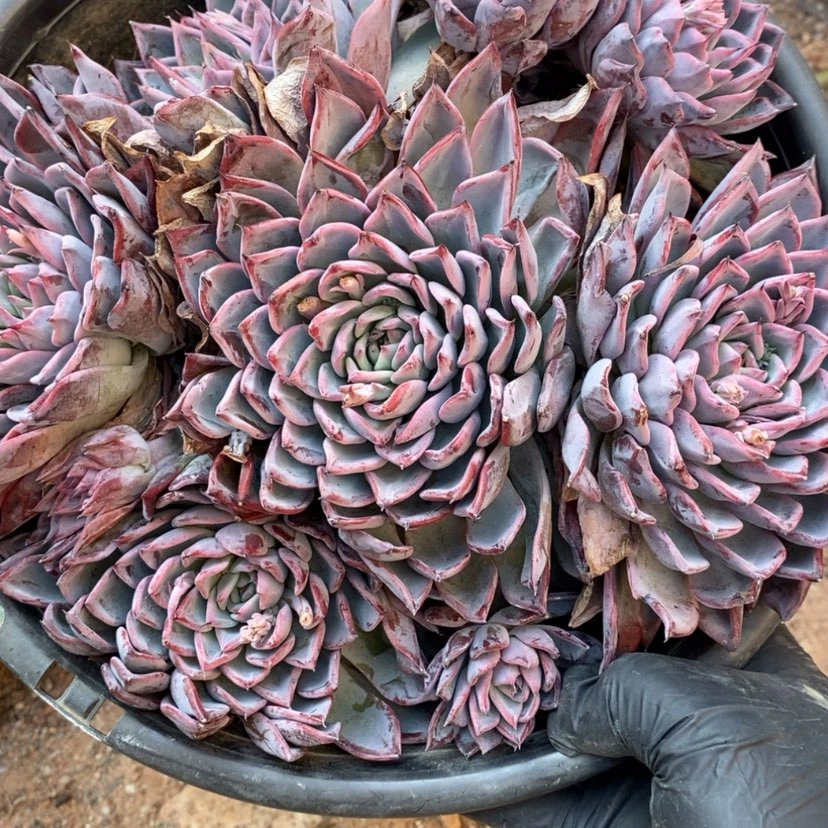 【闪购商品】万****7多肉植物