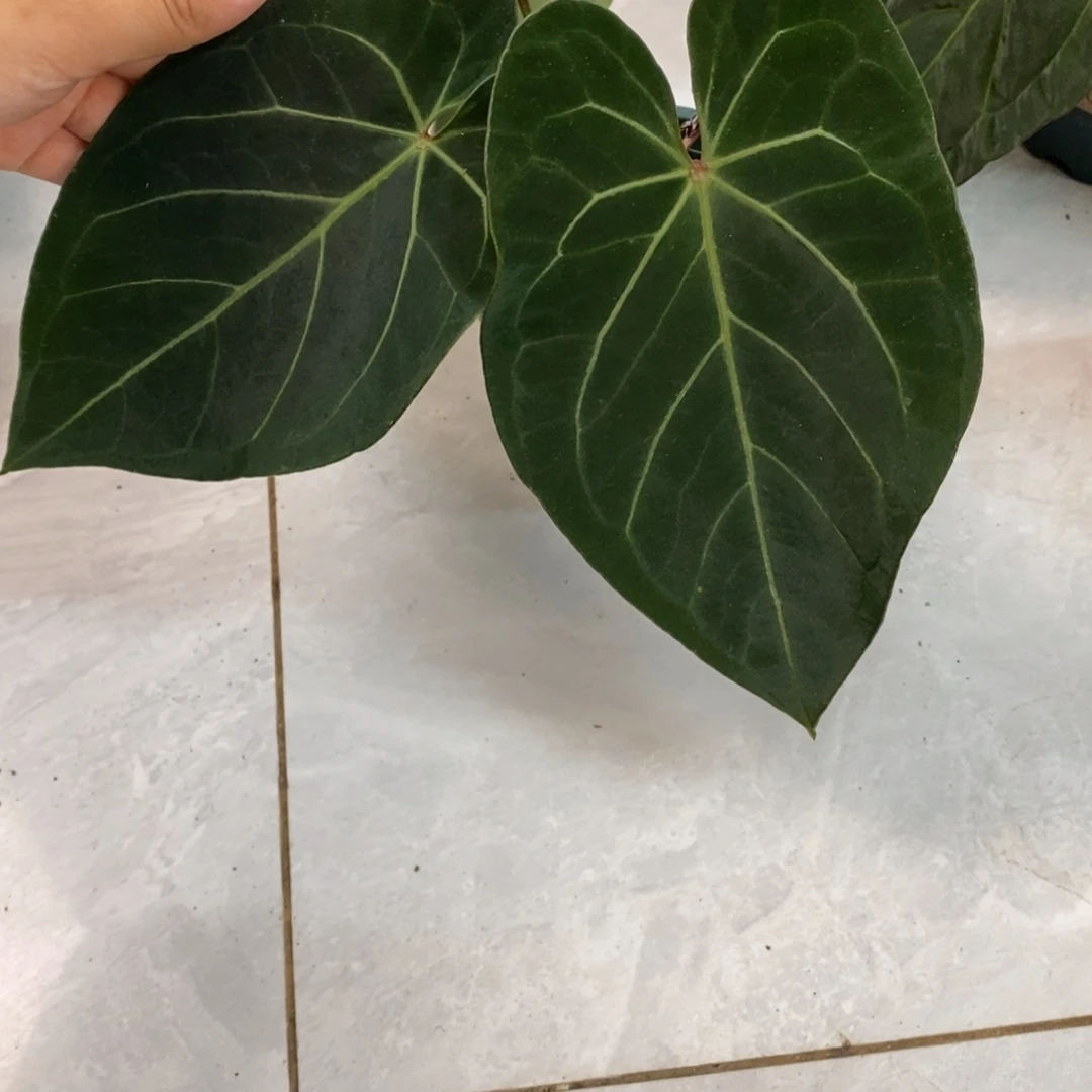 不开花植物黑丝绒杂（2颗包邮无售后）