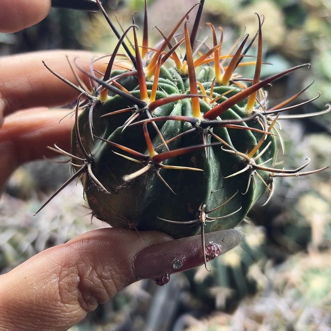 狂风有根仙人球66666666666