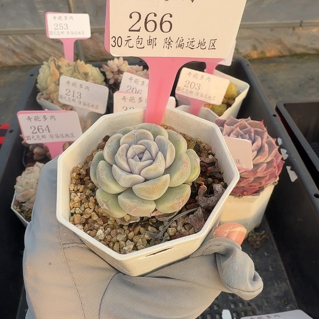 266 脱土 群生不包整 30元包邮非偏远
