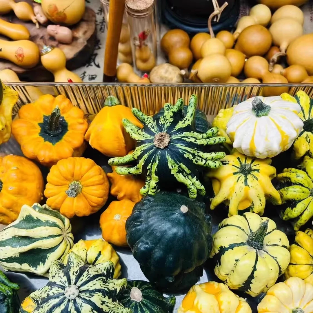 墨西哥七彩葫芦迷你小南瓜文玩家居花艺摆件观赏装饰纯天然葫芦果