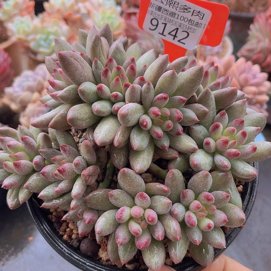 9142岩字美人多肉植物