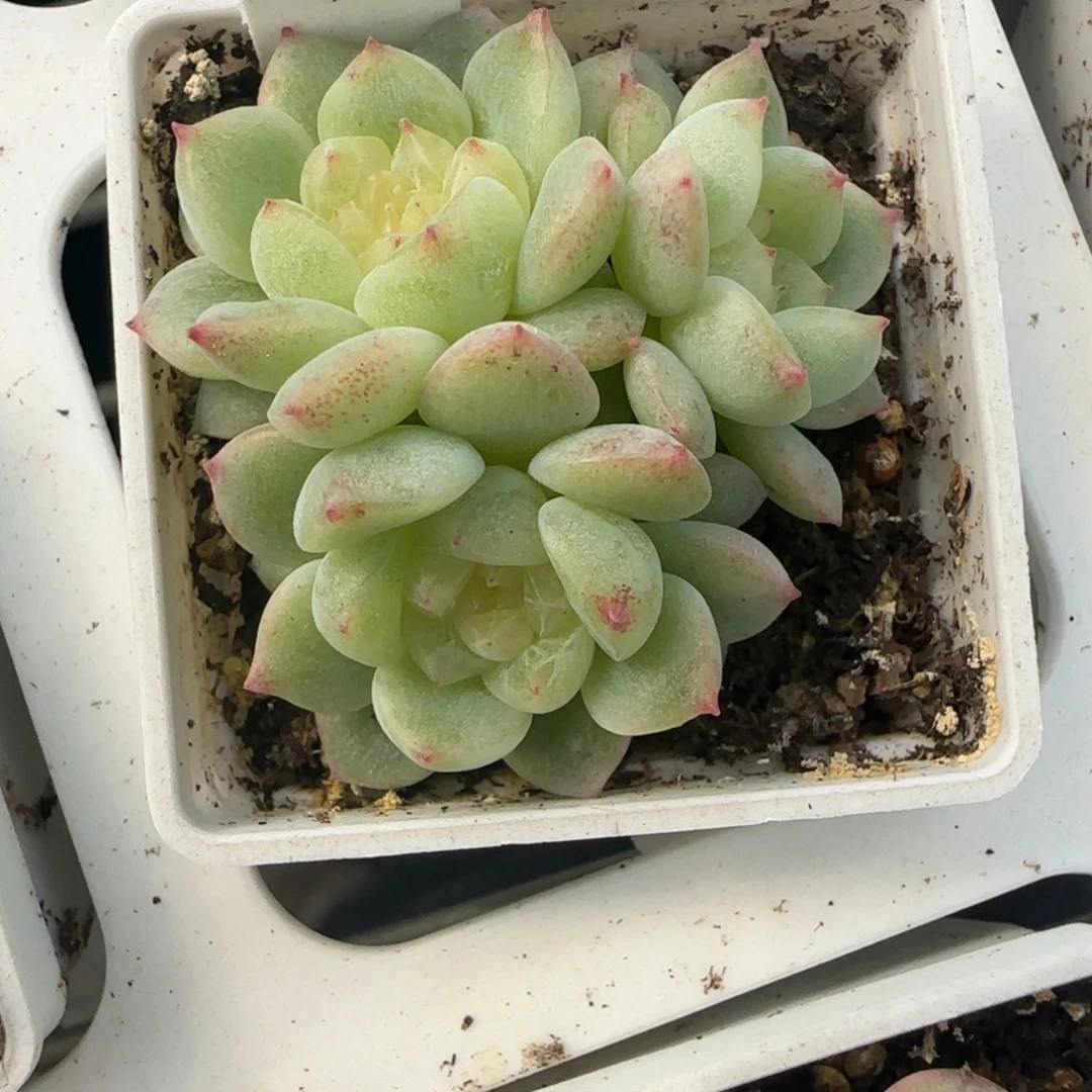 超***士33开播福利泼天三头