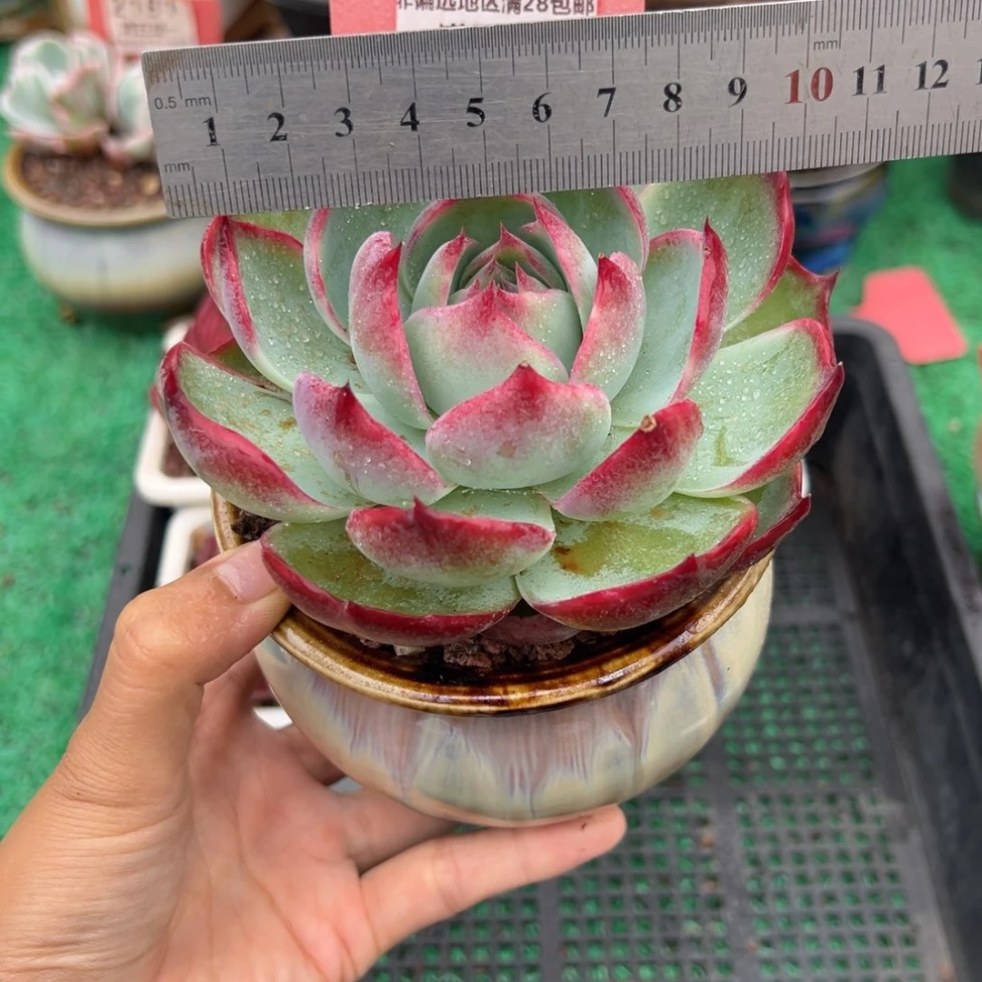 表妹精品多肉2134.