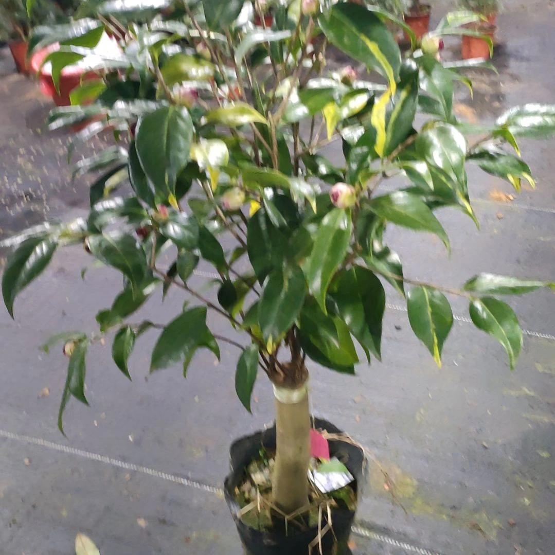 317圣诞帽，原盆原土发货。