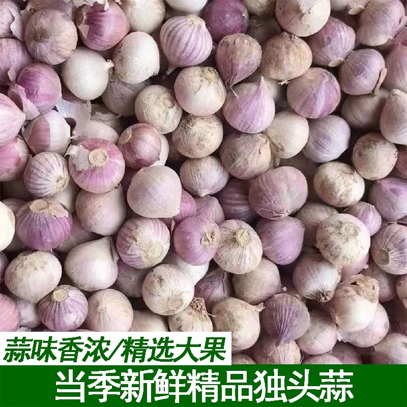 新货独头蒜不泡防腐剂能发芽