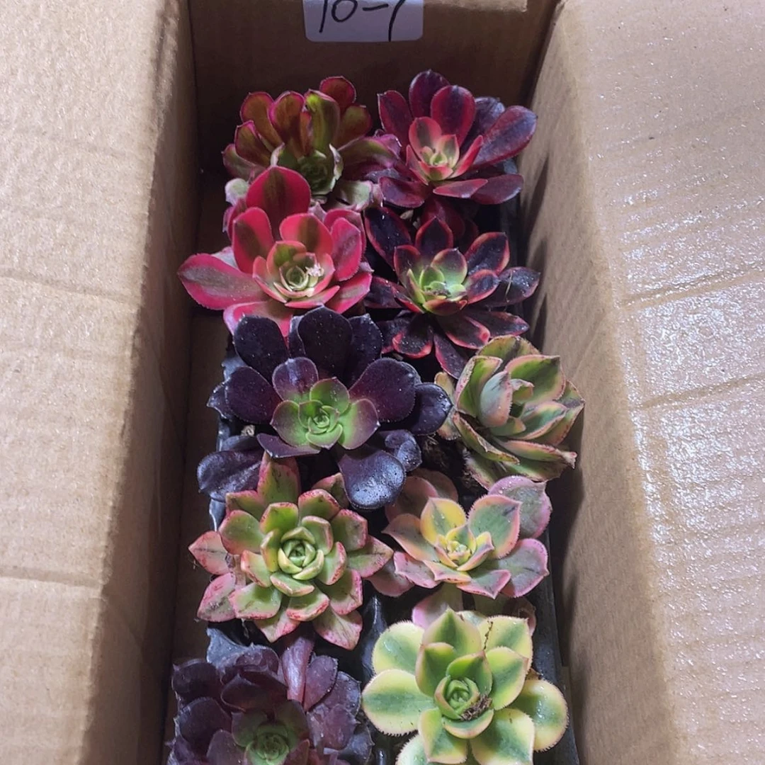 【闪购商品】10颗-7