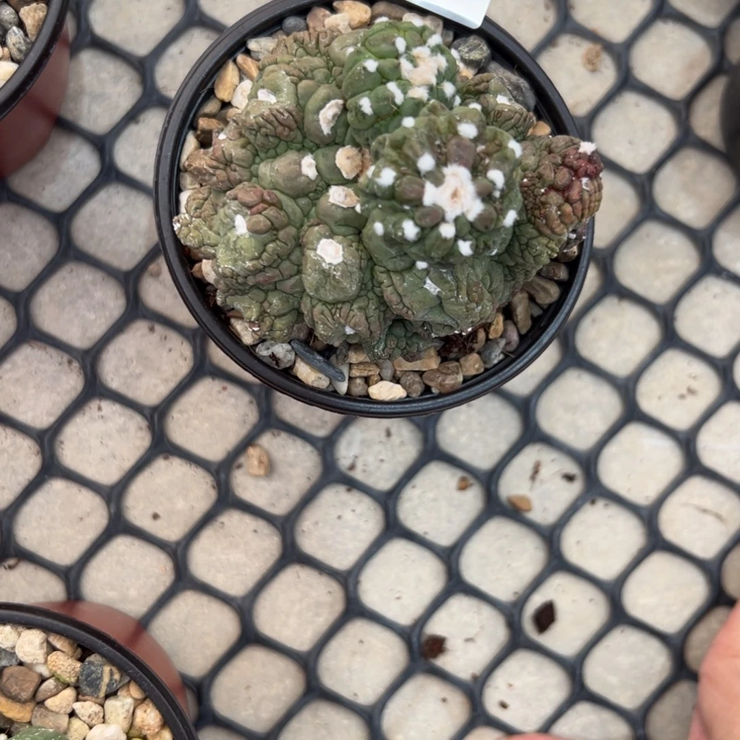 君***）T004号兜仙人球多肉