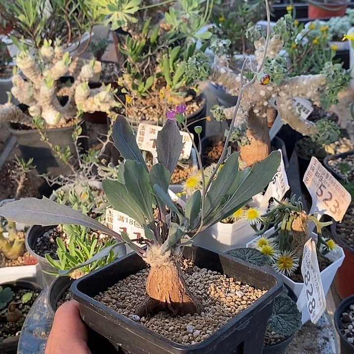 819紫花杂带盆一一一一一一一